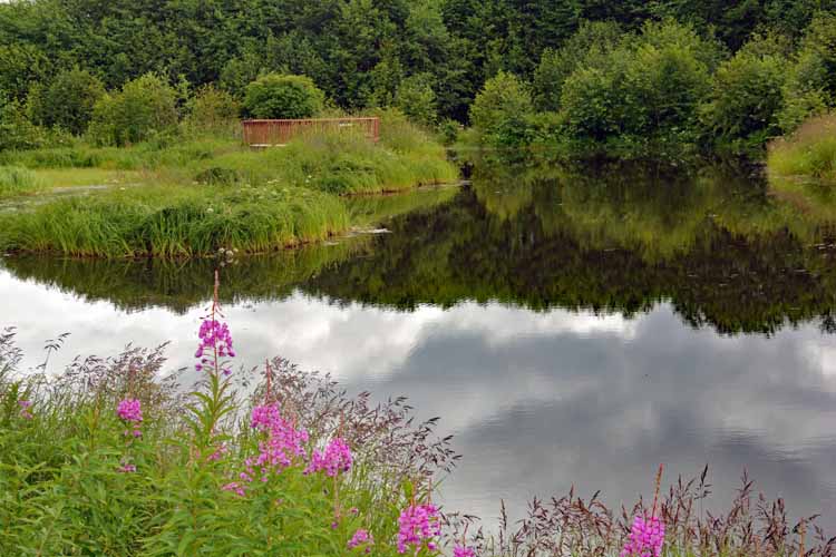 pond
